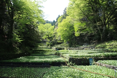 畳石式わさび田