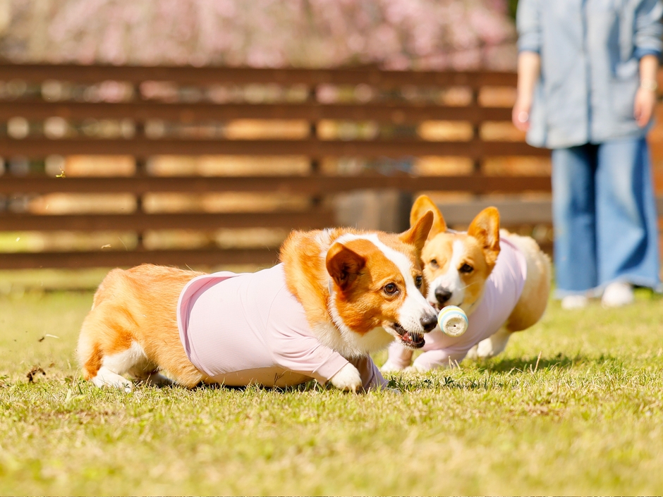 【動画紹介】愛犬と泊まれる「ツインドーム」の魅力を動画で。広大なプライベートドッグランで、ノーリードで駆け回る躍動感をご覧ください。