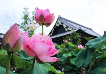 3月17日～19日は映画『わたしの幸せな結婚』のロケ地へ　 “蓮”で知られる専修寺(三重県津市)へ聖地巡礼