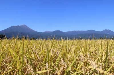 米糀の穂倉米(山田錦)生産地