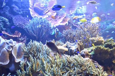オンラインプログラム:「色鮮やかなお魚の不思議に迫る!」
