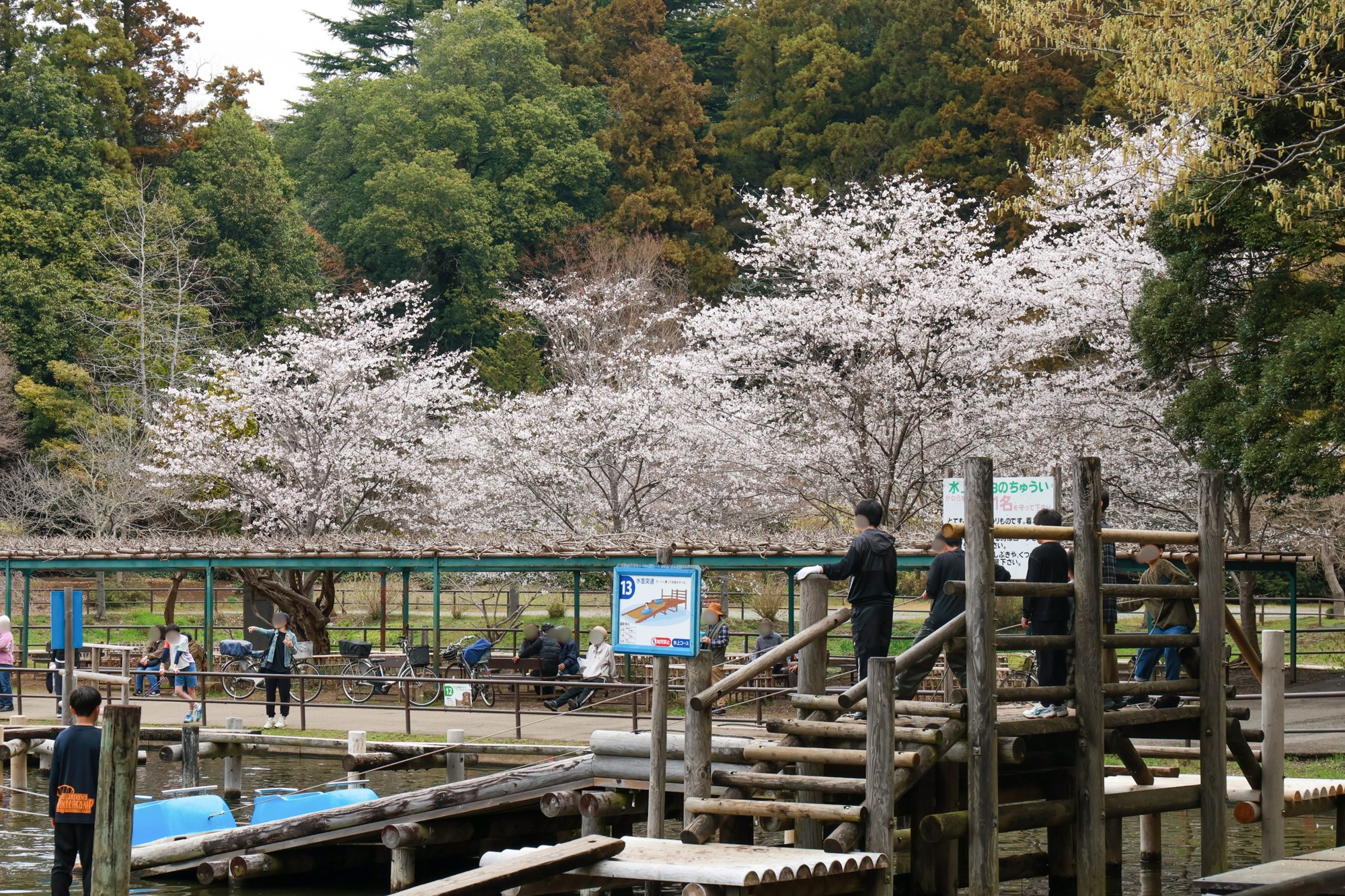 園内は5~7分咲きとなっております