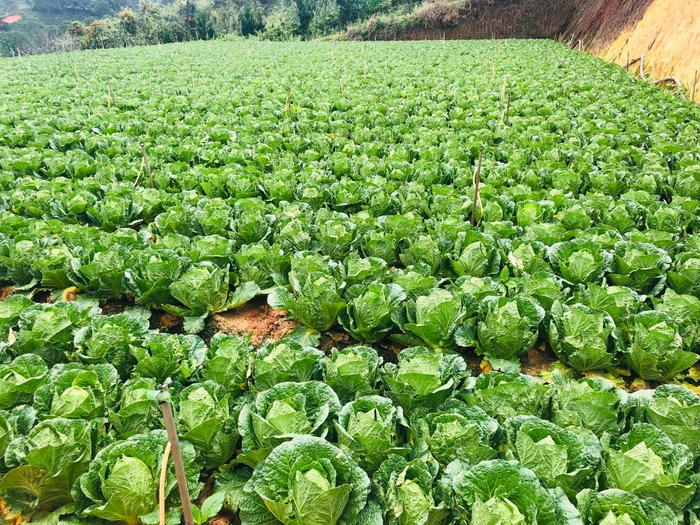 山間部での野菜づくり