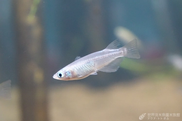 逃がしたメダカが野生メダカの未来を奪う？