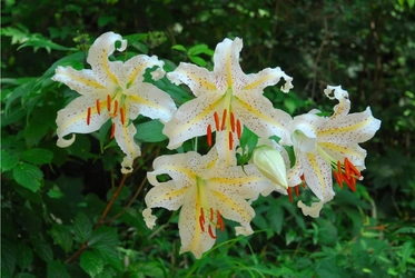 六甲高山植物園 カサブランカのもとになった日本固有種 ユリの女王 ヤマユリが見頃です！ 