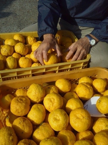 毛呂山産 桂木ゆず