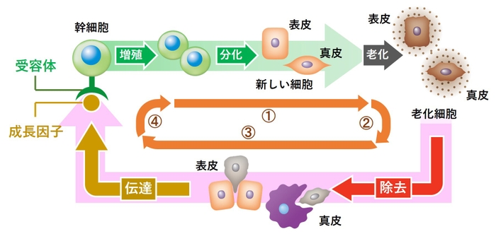 幹細胞を起源とする皮膚の再生メカニズムの全体像