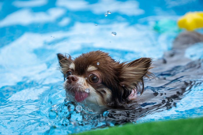 愛犬用プール　※イメージ