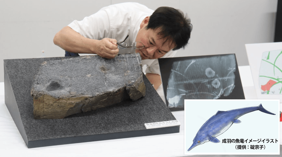 魚竜化石をじっくりと観察する加藤教授=高梁市役所で