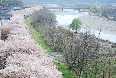 多摩川堤防沿い2.5kmに約500本の桜が咲き誇る！ 「ふっさ桜まつり」3/30～開催