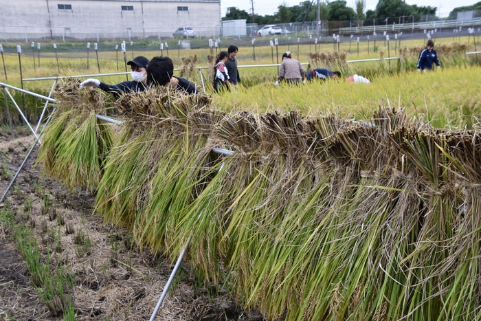 はさがけをする学生