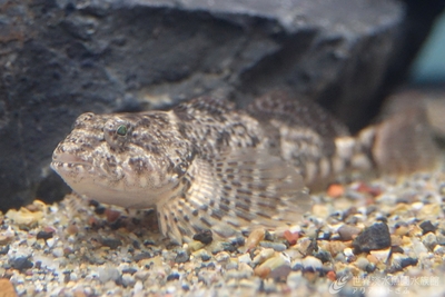 エゾハナカジカ