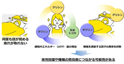 タウリンやグリシン、生薬シゴカの成分に 疲労回復や睡眠の質改善につながる作用を発見！