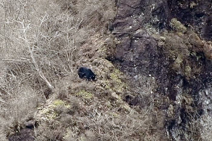 500メートル先の対岸にいるクマ