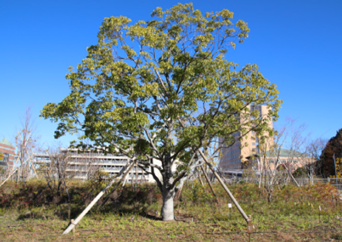 ロータリーには全薬工業のシンボルツリーとして、薬の木といわれる「クスノキ」が植えられている。