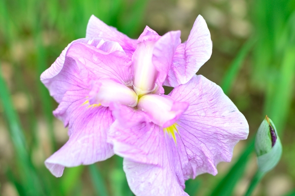今年の開花第一号の花菖蒲