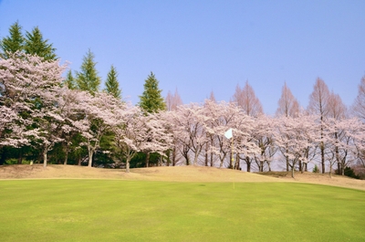 満開の桜(早乙女2番ホール)