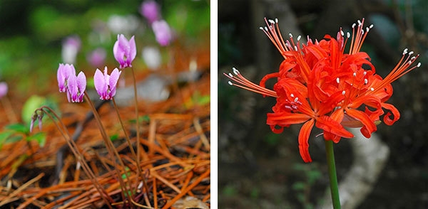 原種シクラメンとダイヤモンドリリー展