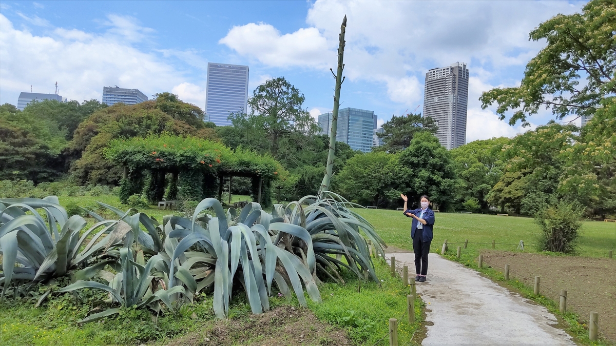数十年に一度だけ咲く巨大植物！浜離宮恩賜庭園のアオノリュウゼツランに開花の兆し。