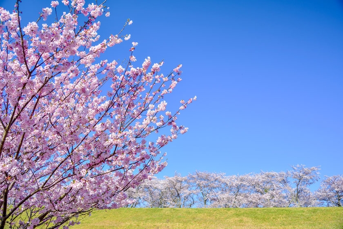 例年、開花時期に合わせてライトアップもされる、宮川堤の桜