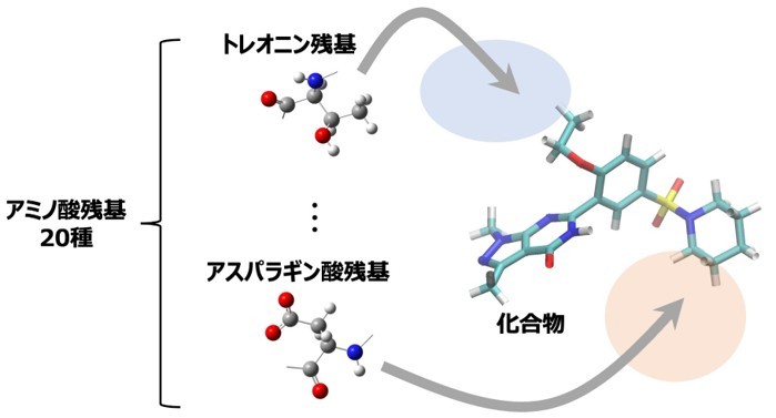 薬剤耐性菌の制圧に向けた創薬の新展開　―アミノ酸マッピングによる新規阻害剤の効率的合成―