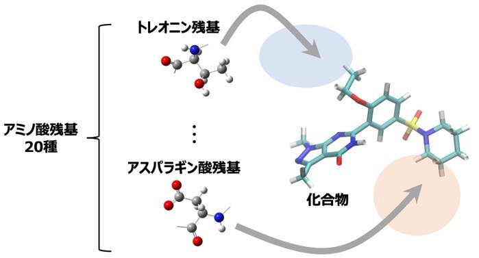 図1 アミノ酸マッピングの概念図。AAM記述子は化合物周辺に計算される20種類のアミノ酸残基ごとの3次元存在分布であり、タンパク質の標的部位に結合しうる化合物の特徴が表現されています。