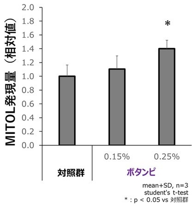 図1．「ボタンピエキス」によるMITOL発現上昇(色素細胞)