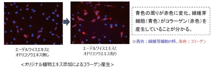 オリジナル植物エキス添加によるコラーゲン産生