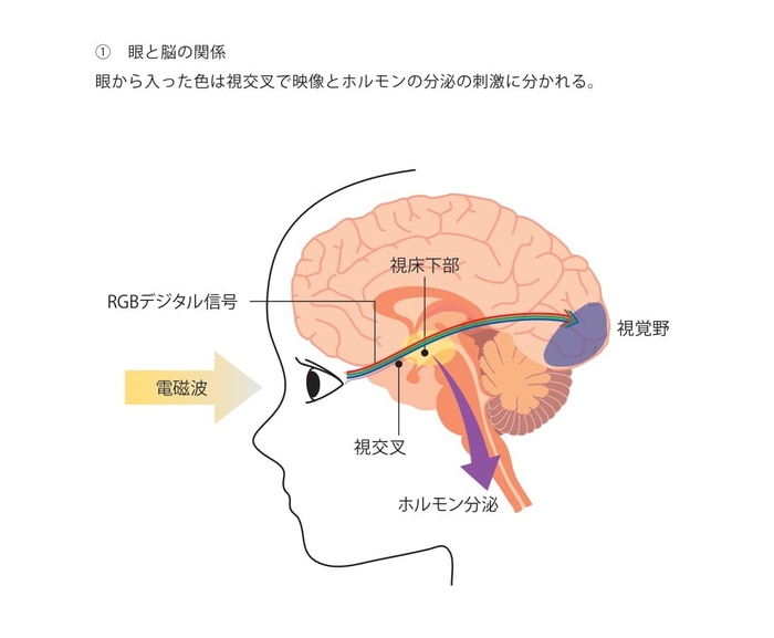 映像と生理的な刺激