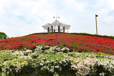 都立秋留台公園の花々をみにきませんか