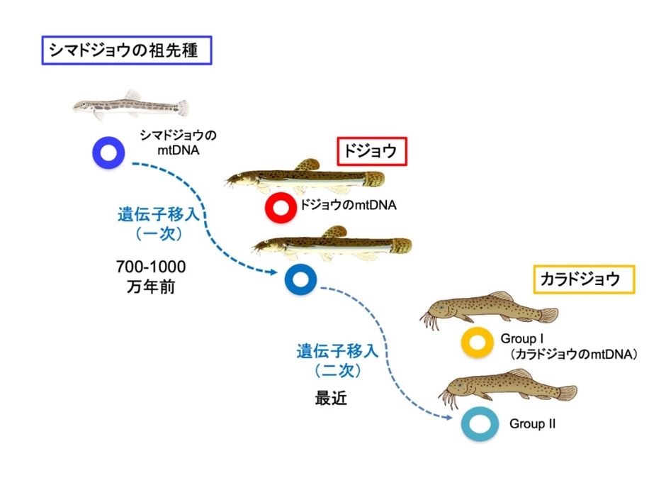 mtDNAの二次的遺伝子移入