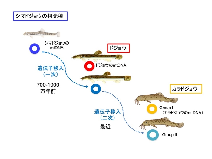mtDNAの二次的遺伝子移入
