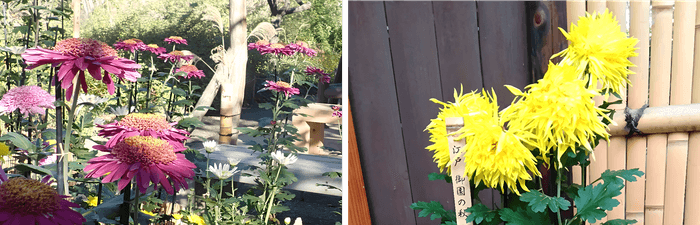 左:丁子菊(三山)(昨年の様子) 右:江戸菊(御園の秋)(昨年の様子)
