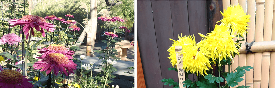 左:丁子菊(三山)(昨年の様子) 右:江戸菊(御園の秋)(昨年の様子)