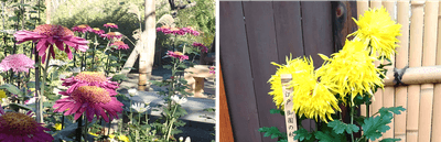 左:丁子菊(三山)(昨年の様子) 右:江戸菊(御園の秋)(昨年の様子)