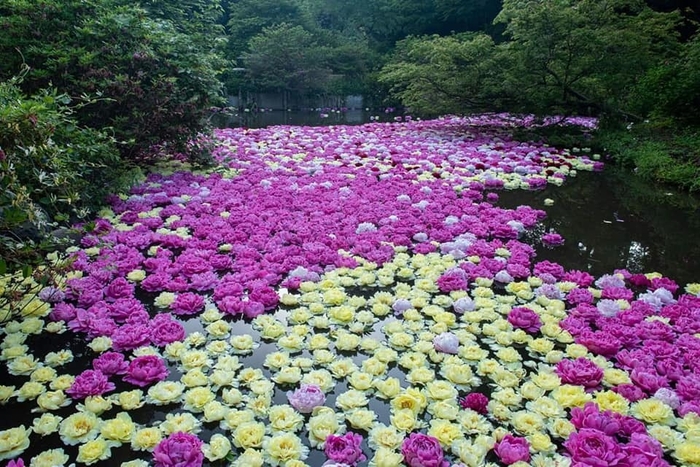 水面に浮かぶ約8,000輪のシャクヤクの様子