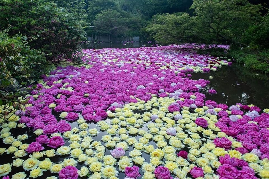 水面に浮かぶ約8,000輪のシャクヤクの様子