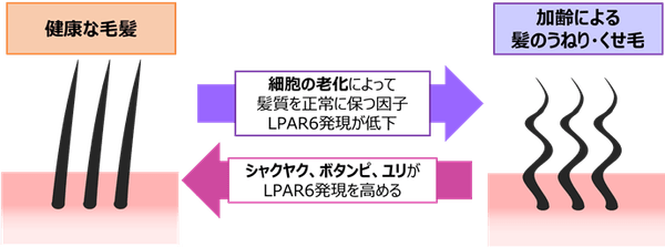 図4．LPAR6と毛髪のうねりの関係、および抽出エキスによる毛髪への作用イメージ