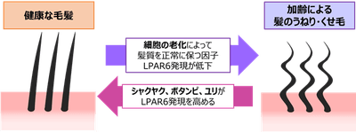 図4.LPAR6と毛髪のうねりの関係、および抽出エキスによる毛髪への作用イメージ