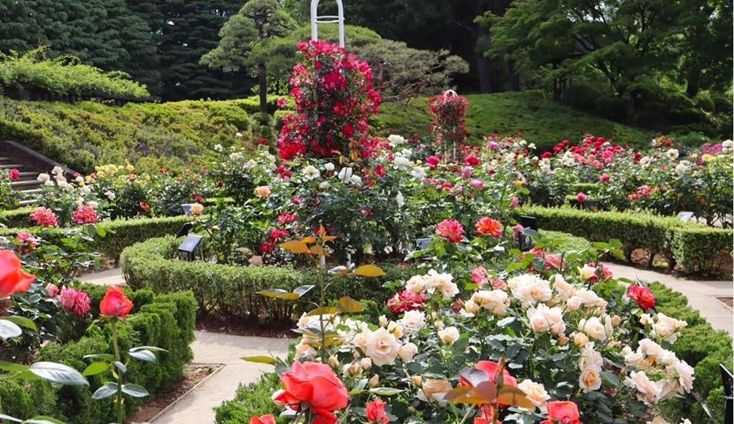 ＜色とりどりのバラが咲き誇る＞旧古河庭園「秋のバラフェスティバル」を10/11～11/7に開催