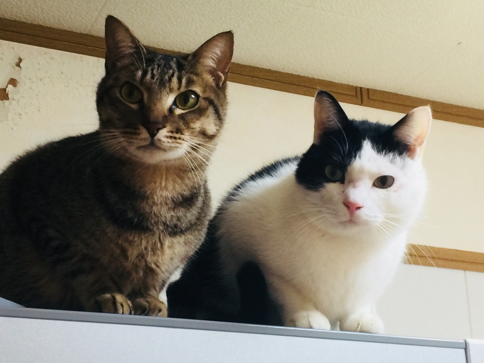 冷蔵庫の上は大人気
