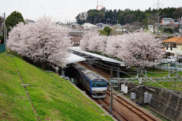 春「ソメイヨシノ」開花時の弥生台駅の様子
