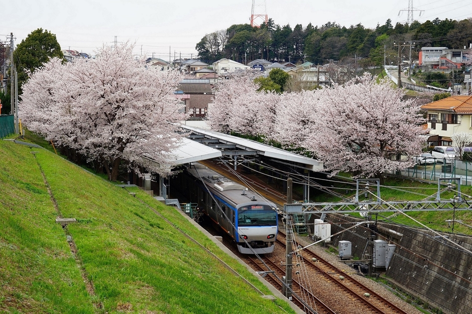 春「ソメイヨシノ」開花時の弥生台駅の様子