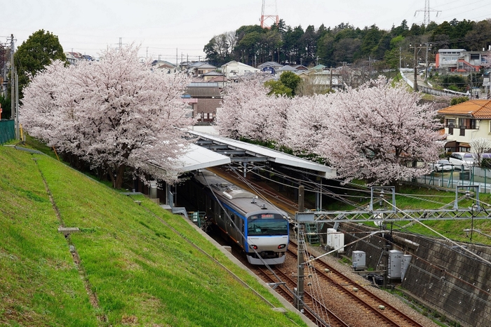 春「ソメイヨシノ」開花時の弥生台駅の様子