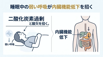 眠りづらさの正体──シリーズ第5回　浅い呼吸で増えたCO₂が細胞の環境を乱し、内臓機能をさらに低下させる