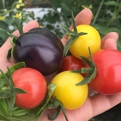 カラフルトマトは見るのも楽しい!