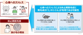 【新知見】心身へのストレスによる抜け毛の増加（休止期脱毛症）に
発毛成分「ミノキシジル」が有用な可能性を見出す
