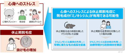 図1　休止期脱毛症の病態と研究概要