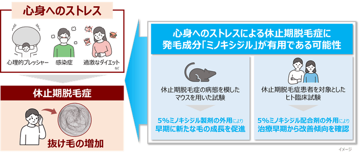 図1 休止期脱毛症の病態と研究概要