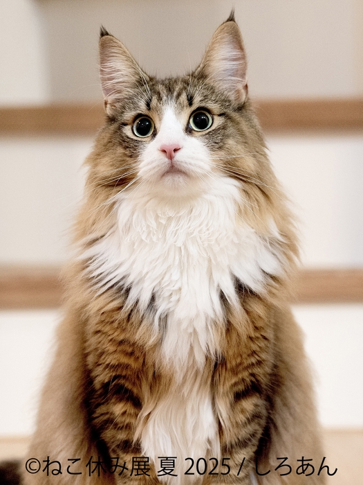 ねこ休み展 展示作品：しろあん